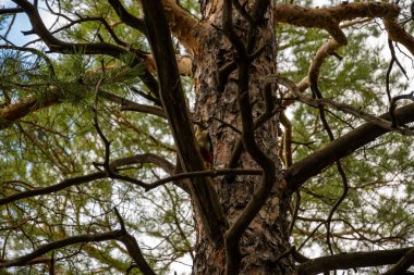 Ormandaki oduncu. Seyahat konsepti. Yüksek kalite fotoğraf.