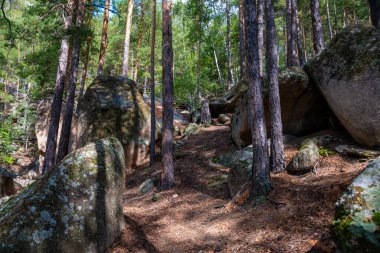 Orman ağaçları. Doğa yeşil ahşap güneş ışığı arka planı. Seyahat konsepti. Yüksek kalite fotoğraf.