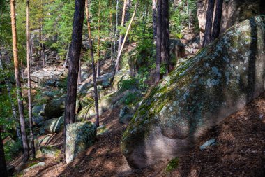 Orman ağaçları. Doğa yeşil ahşap güneş ışığı arka planı. Seyahat konsepti. Yüksek kalite fotoğraf.