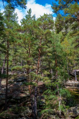 Orman ağaçları. Doğa yeşil ahşap güneş ışığı arka planı. Seyahat konsepti. Yüksek kalite fotoğraf.