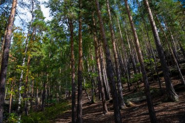 Orman ağaçları. Doğa yeşil ahşap güneş ışığı arka planı. Seyahat konsepti. Yüksek kalite fotoğraf.