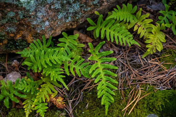 Moss on stone. Nature concept. High quality photo