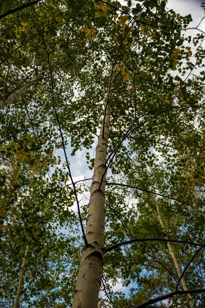 Orman ağaçları ve taşlar. Doğa yeşil ahşap. Seyahat konsepti. Yüksek kalite fotoğraf.