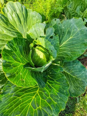 Yazın tarlada lahana yetişiyor.