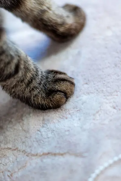 Kedi patisi yerde. Hayvan konsepti. Yüksek kalite fotoğraf