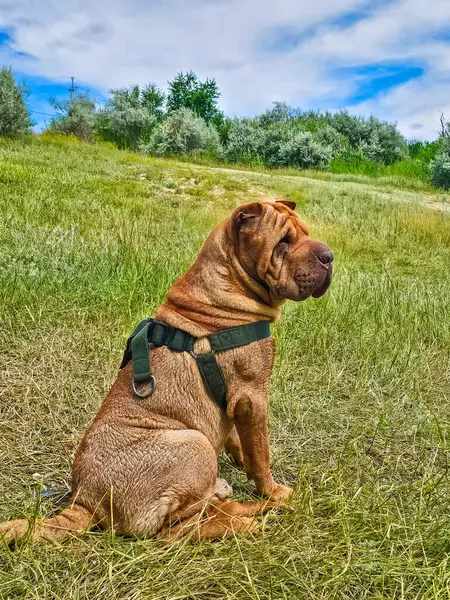 Yeşil çimenlerin üzerinde sevimli bir köpeğin portresi.