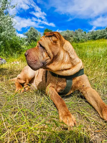 Kahverengi labrador av köpeği çimenlerde yatıyor..