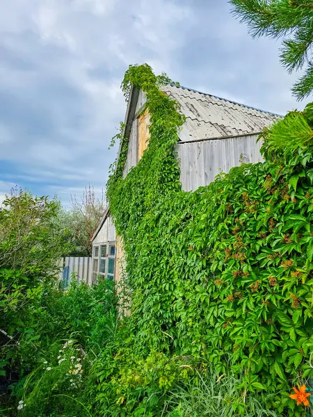 Kırsalda sarmaşık olan terk edilmiş ahır.