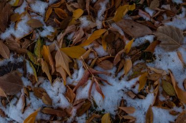 Sonbahar yaprakları, sonbahar bitkileri