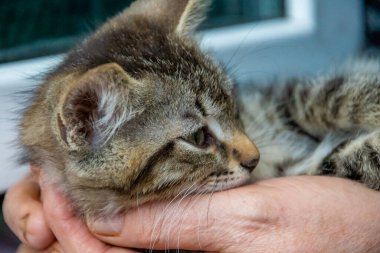 Sevimli kedi yavrusu ellerinde uyuyor.