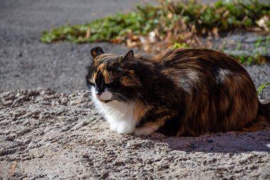 Kedi asfaltta yatıyor..