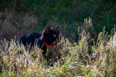 Çimlerde siyah kedi