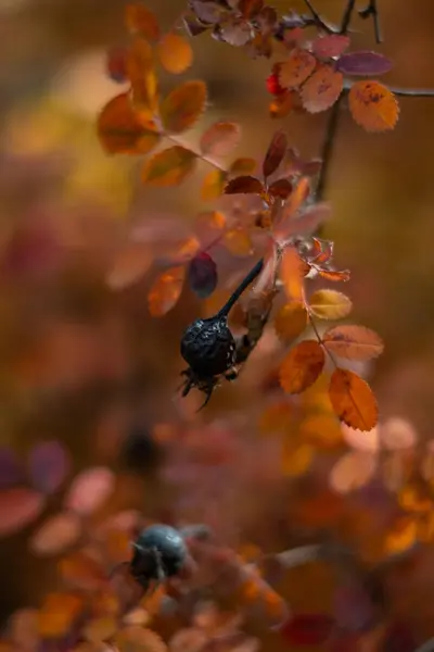 Güzel sonbahar yapraklarını kapatın.