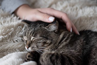 Elinde sahibi olan bir kedi.