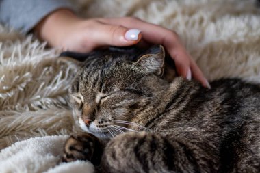 Kedi kanepede uzanıyor ve uyuyor..