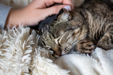 Kanepede elinde kedisiyle uyuyan bir kadın, yakın plan.