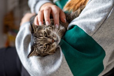 Gri ekose üzerinde yatan sevimli kedi. Evcil hayvan. Kedi sahibinin elinde..