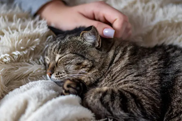 Evdeki kanepede uyuyan sevimli küçük kedi.