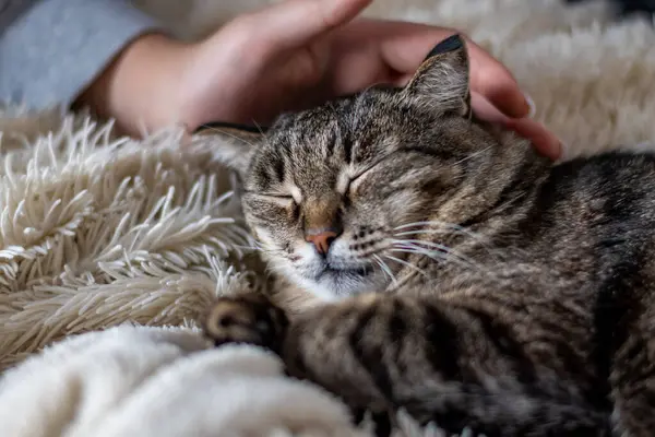 Şirin gri tekir kedi yavrusu kollarında uyuyor.
