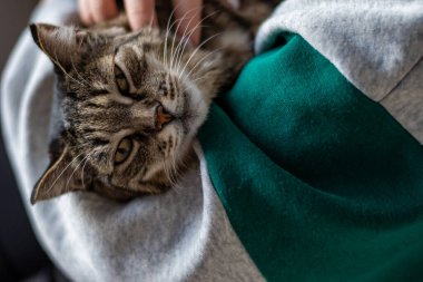 Kedi yatakta yastığa uzanır ve uyur. yüksek kaliteli fotoğraf