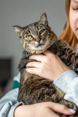 Elinde bir kedi. Bir kız bir hayvanı kucağına alır.