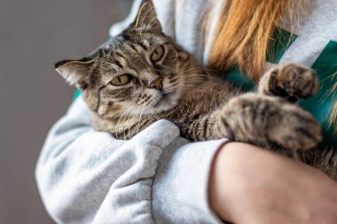 Kedi ellerde. Bir kadın kedisini elinde tutuyor. Kedi ellerinde..