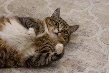 Yerde yatan sevimli kedi.