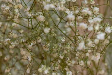 Bahçedeki beyaz çiçeğe yaklaş.