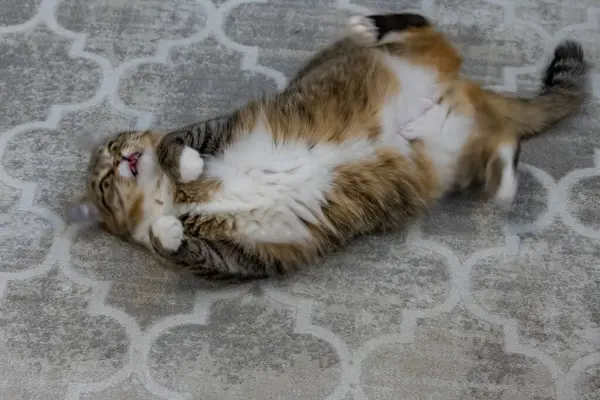 Bir kedinin portresi