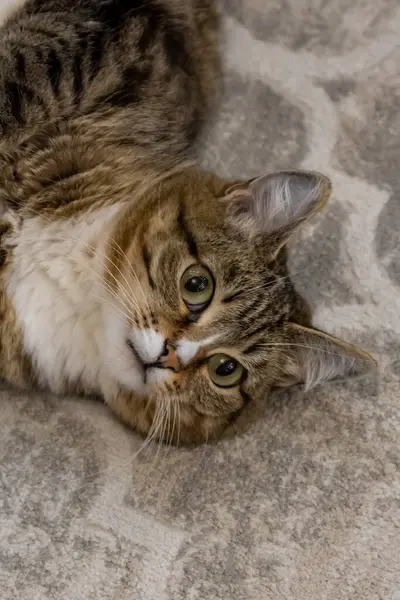 Sevimli kedi kanepede uzanıyor, yakın plan..