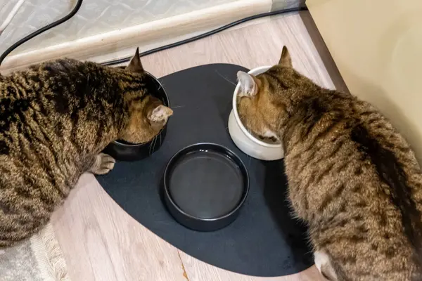 İki kedi kaseden yemek yiyor..