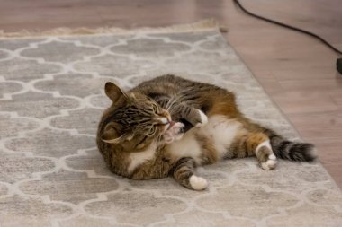 sevimli kedi halı üzerinde yalan