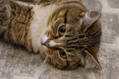 Kedi yerde yatıyor.