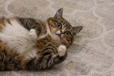 Güzel kedi oturma odasında.