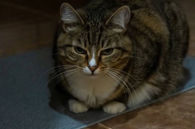 Kedi yerde yatıyor.