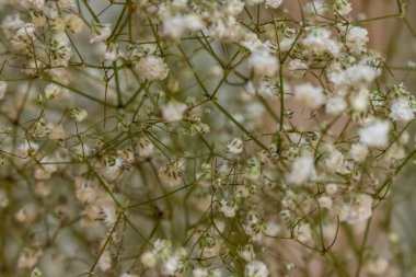 Bahçedeki bitkinin beyaz çiçekleri