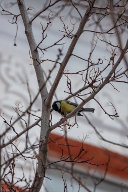 the yellow tit in the winter tree.