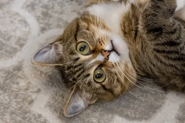 Yatakta yatan mavi gözlü sevimli kedi..