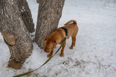 Köpek parkta karda yürüyor.