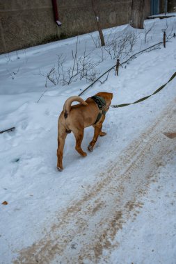 Köpek kış parkında