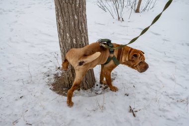 Kışın tasması ve köpeği olan genç bir köpek..