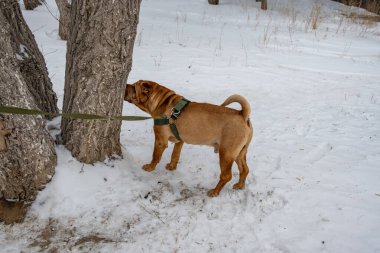 Köpek kahverengi labrador yetiştirir.