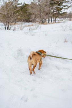 Kahverengi labrador köpeği karda yürüyor