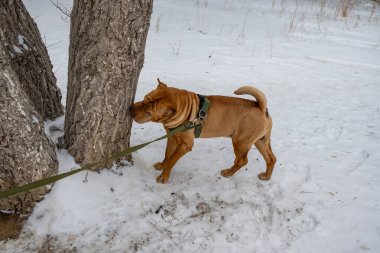 kırmızı köpek içinde belgili tanımlık kar