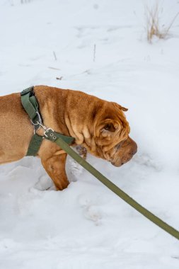 Kış yürüyüşünde kahverengi bir köpek
