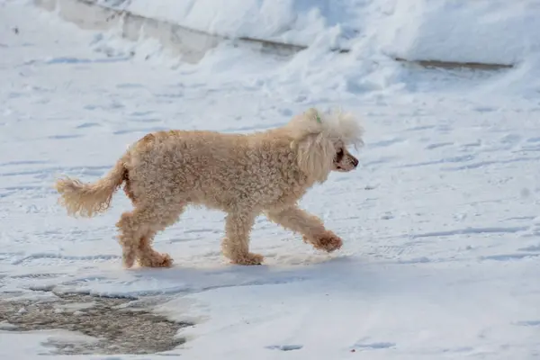 Şirin bir kaniş karda yürüyor..