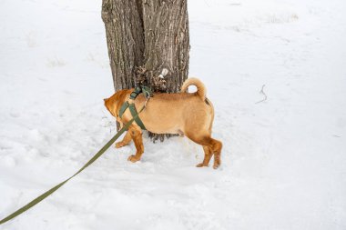 Kış parkında yürüyen bir köpek.
