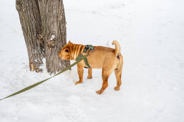 Kışın yürüyen köpek