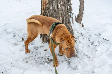 köpek içinde belgili tanımlık kar kış