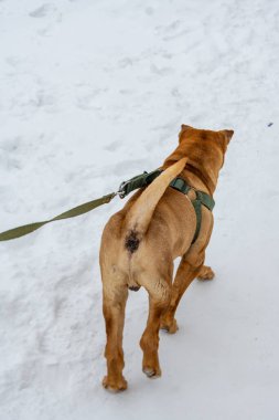 Kahverengi köpek karda yürüyor